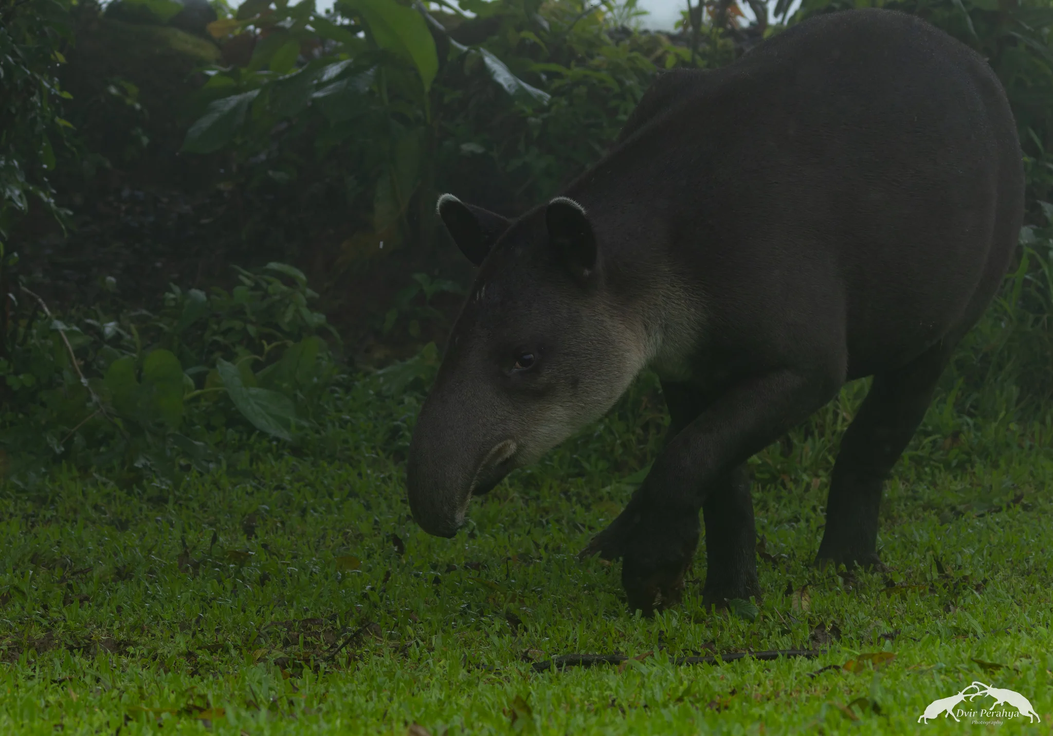 Tapir, Tenorio Volcano